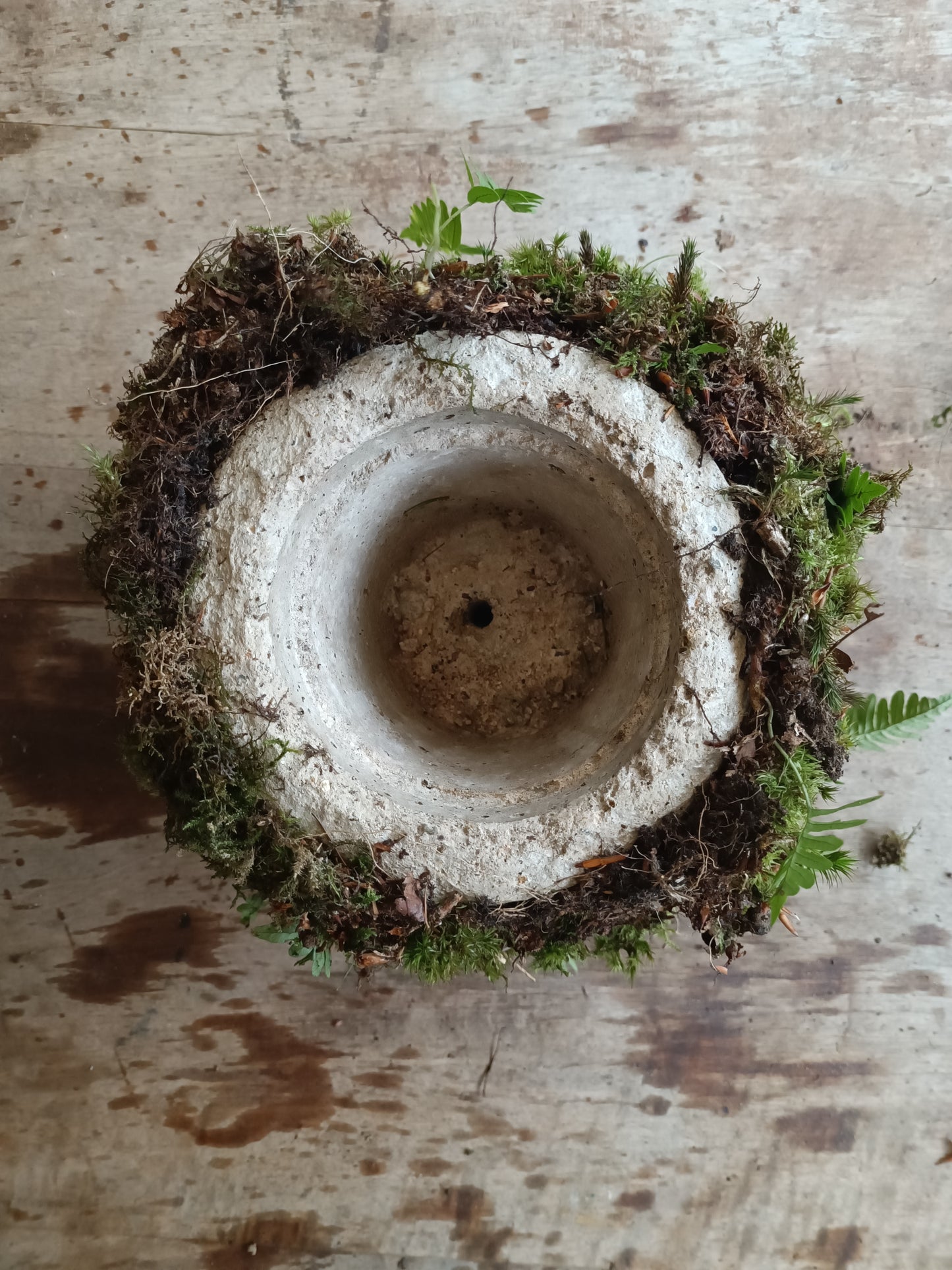 Hyper tufa plant pot with living moss and ferns attached. Indoor outdoor and light weight the perfect gift.