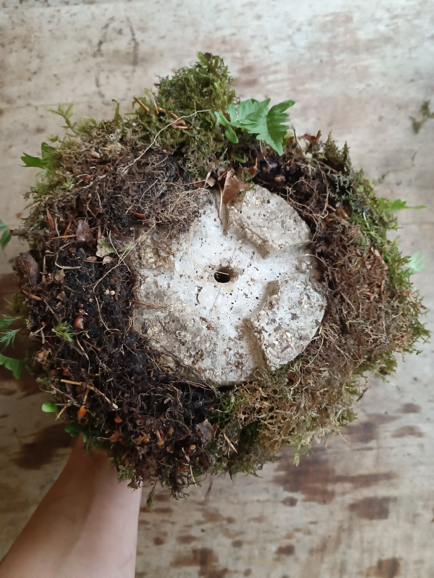 Hyper tufa plant pot with living moss and ferns attached. Indoor outdoor and light weight the perfect gift.