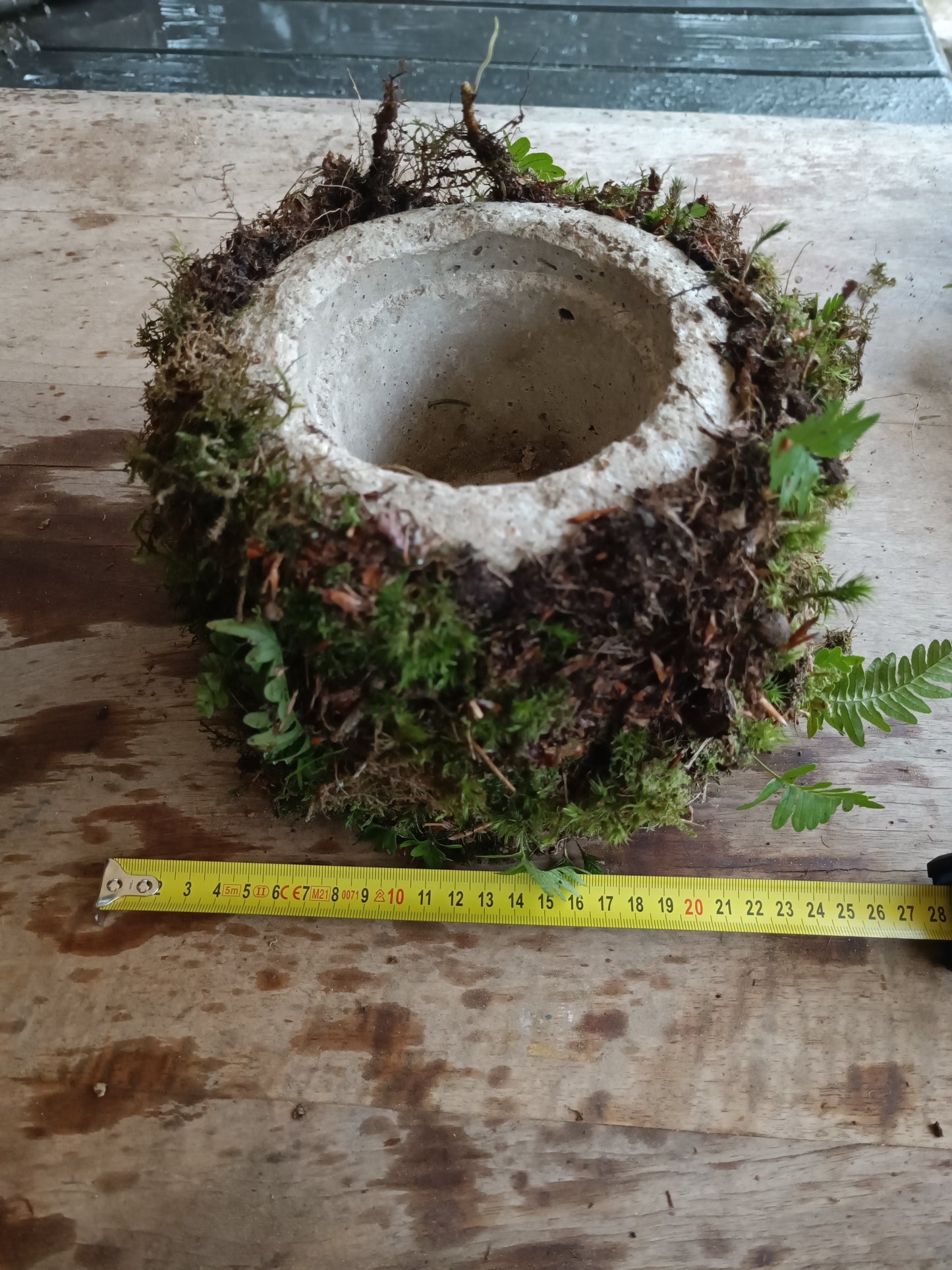 Hyper tufa plant pot with living moss and ferns attached. Indoor outdoor and light weight the perfect gift.