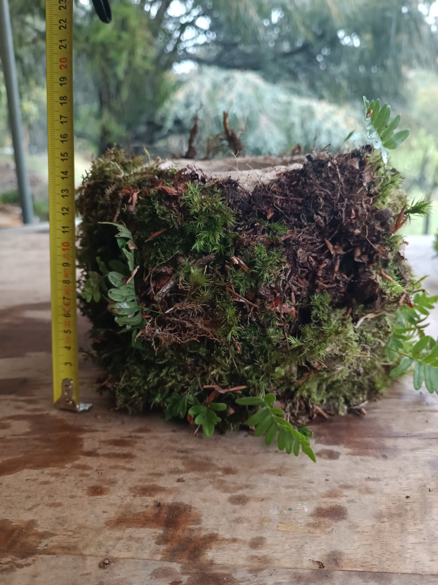 Hyper tufa plant pot with living moss and ferns attached. Indoor outdoor and light weight the perfect gift.