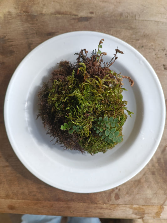 Hypertufa moss-ball with ferns, table centerpiece, decoration, desk art