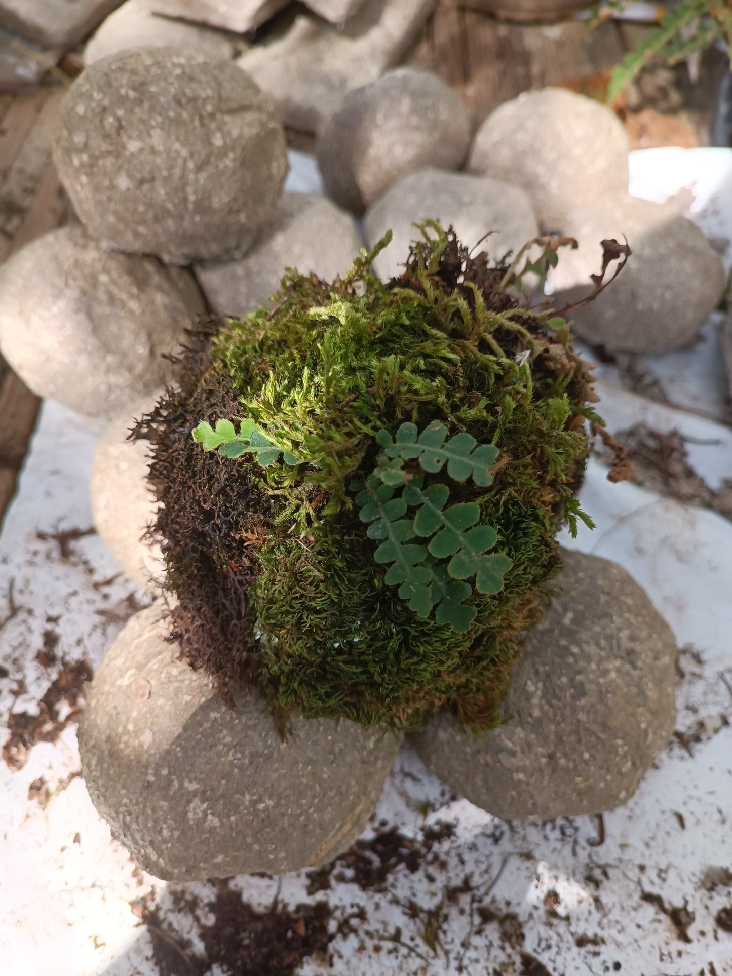 Hypertufa moss-ball with ferns, table centerpiece, decoration, desk art