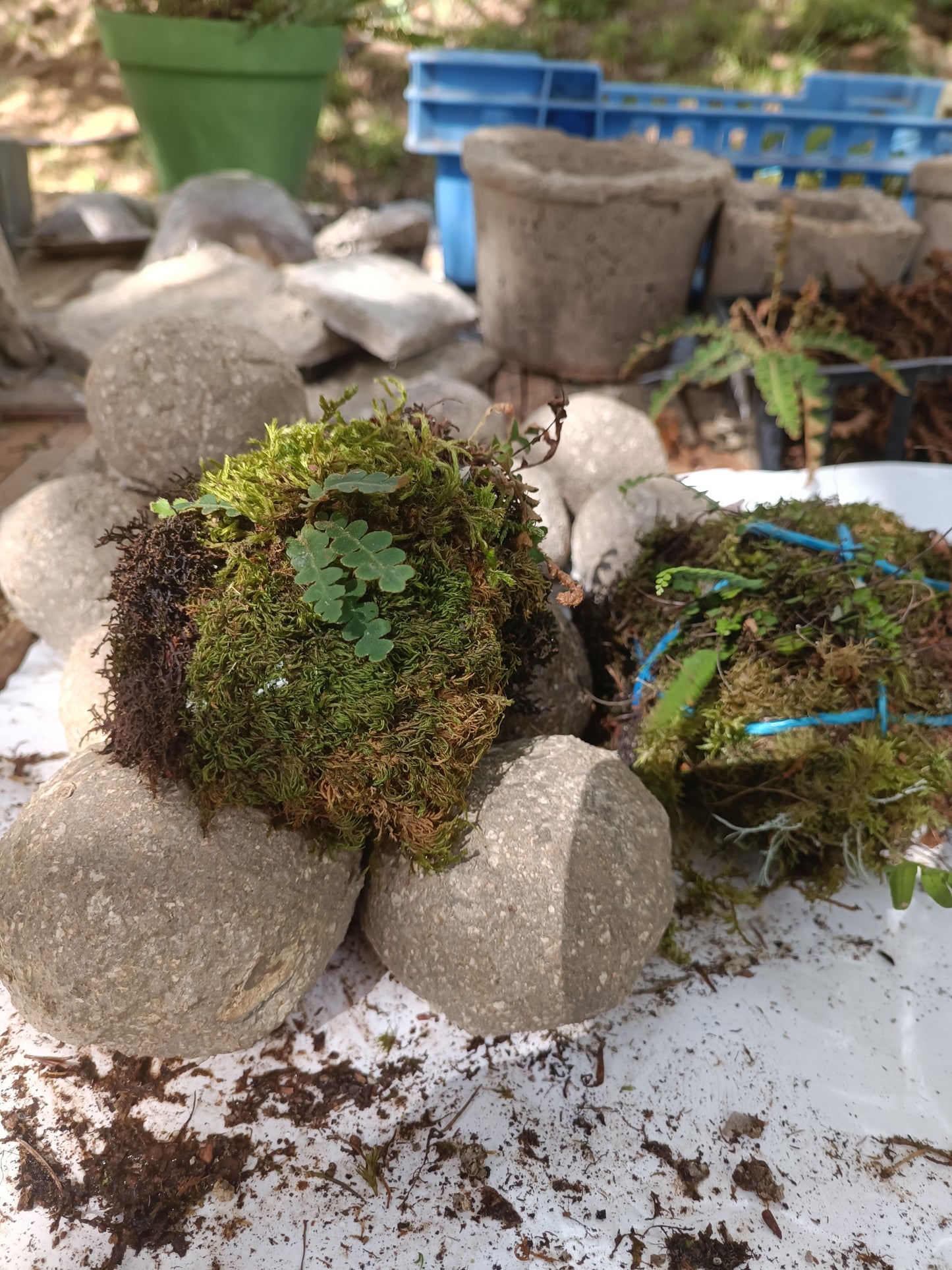 Hypertufa moss-ball with ferns, table centerpiece, decoration, desk art