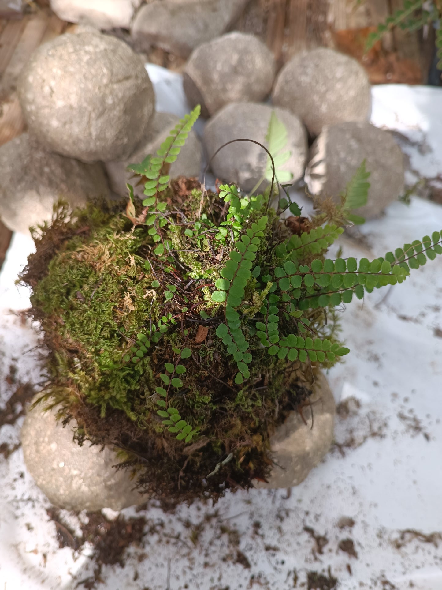 Hypertufa moss-ball with ferns, table centerpiece, decoration, desk art