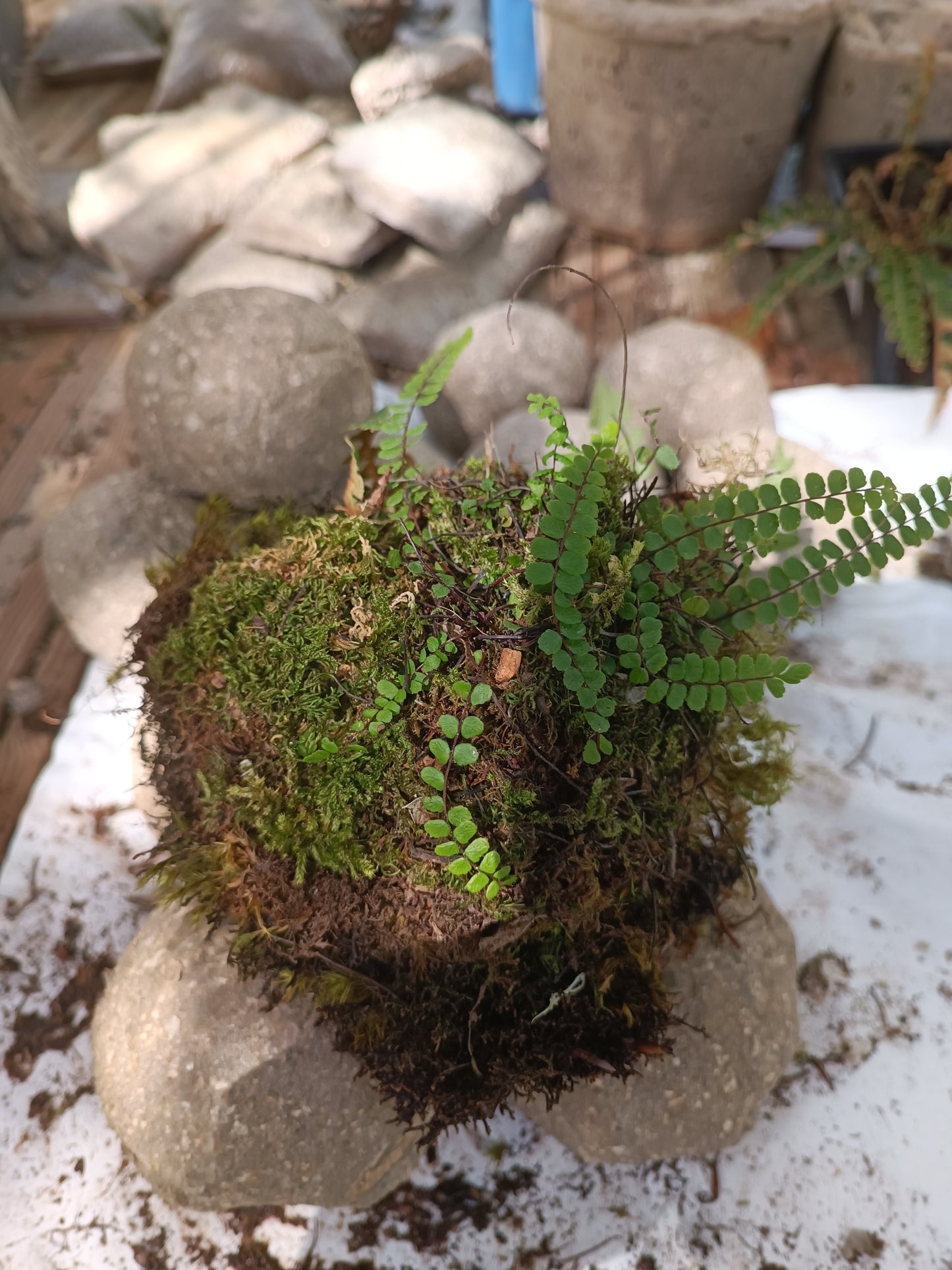 Hypertufa moss-ball with ferns, table centerpiece, decoration, desk art