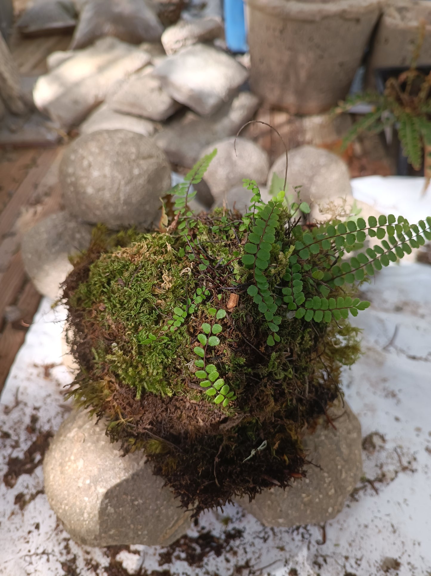 Hypertufa moss-ball with ferns, table centerpiece, decoration, desk art