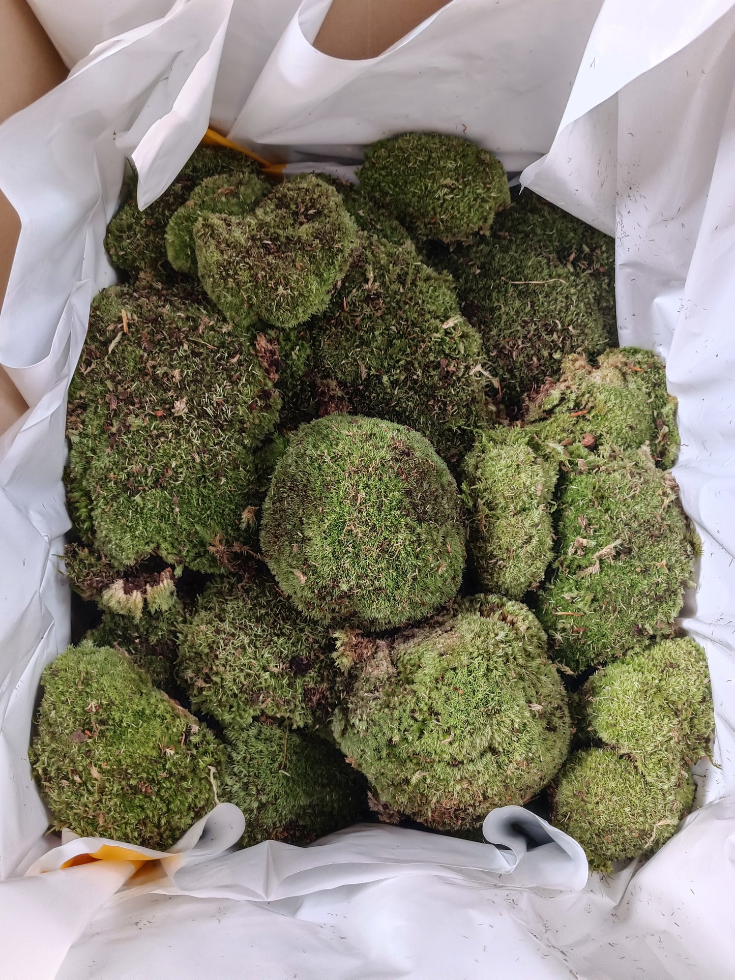 Leucobryum G, cushion moss, pin cushion moss, pillow moss with Phytosanitary certificate