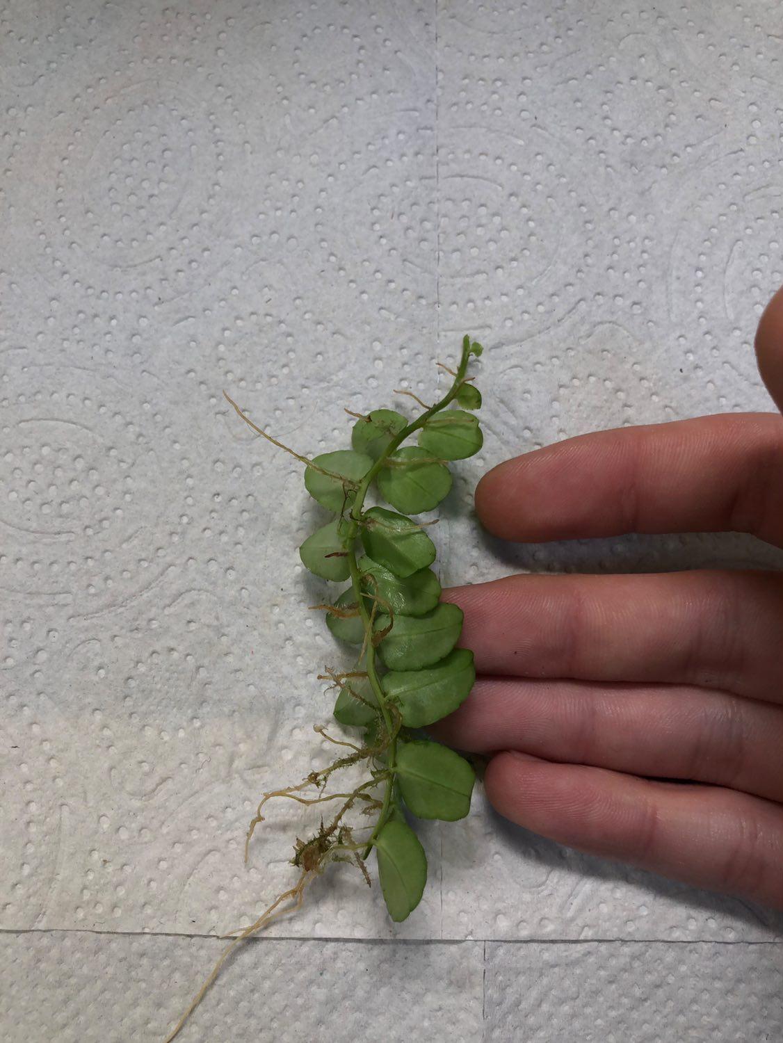 Marcgravia sp Peru amazing terrarium plants!