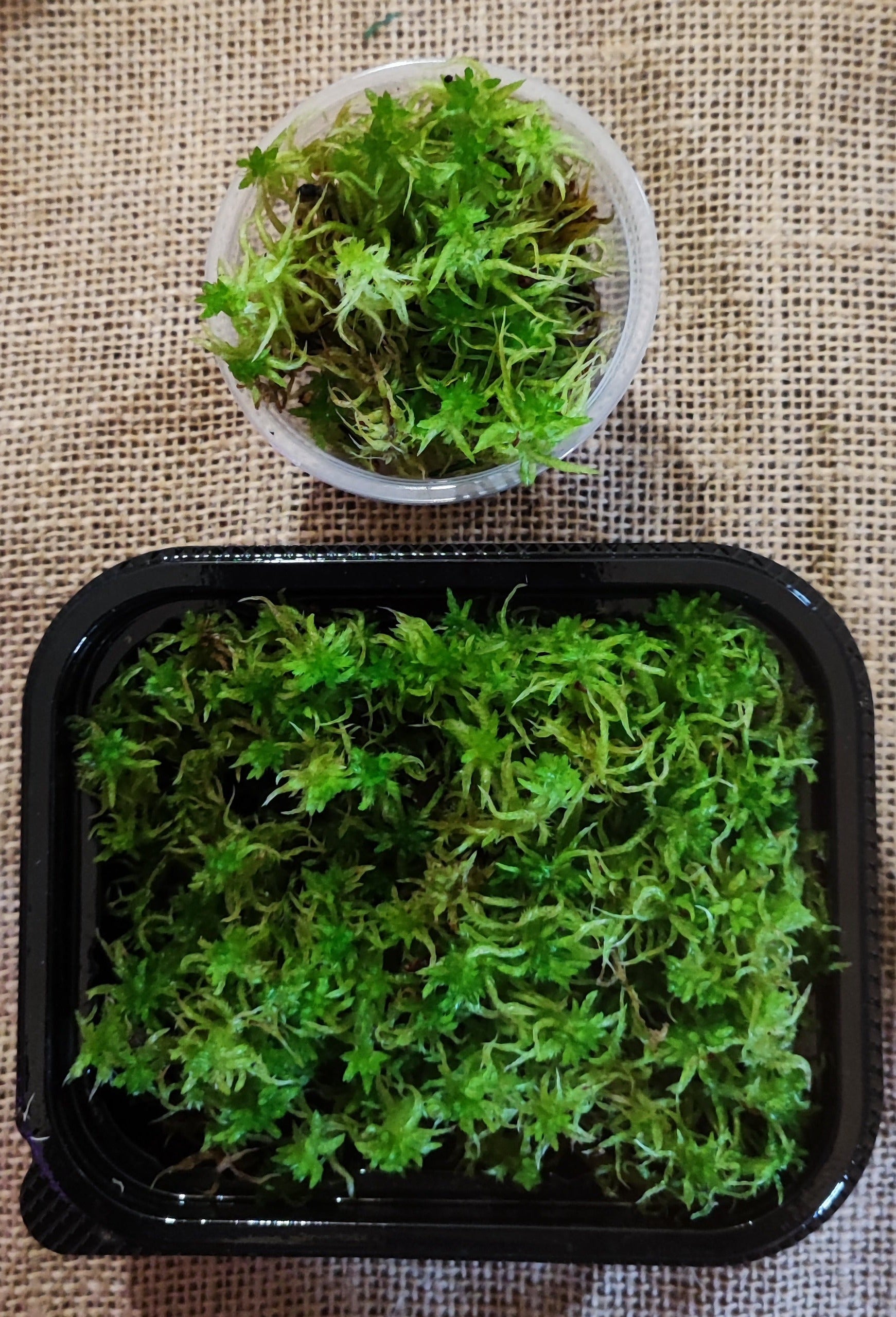 terrarium sphagnum moss for plants Living Sphagnum flexuosum Terrarium moss, with Phytosanitary certifica – Mosswholesale