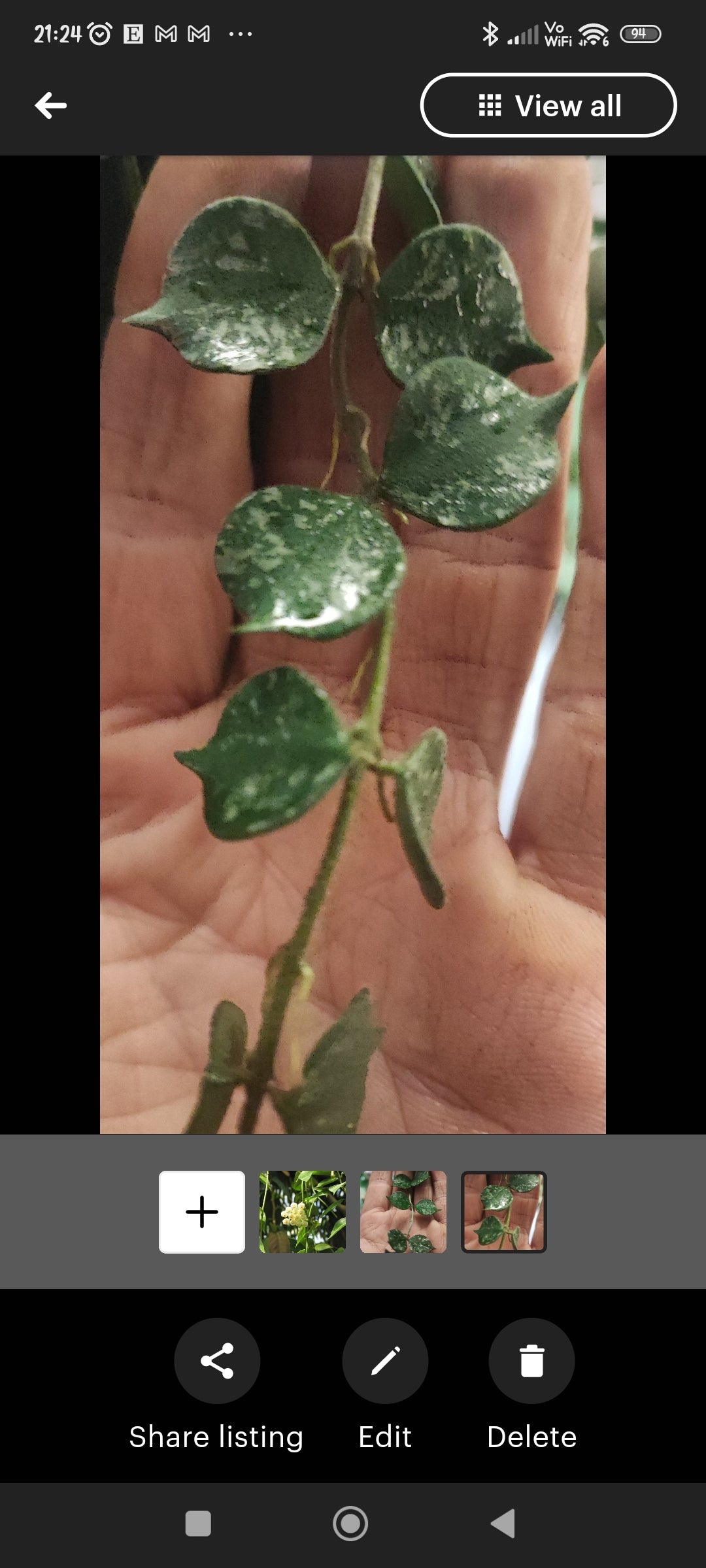 Hoya lacunosa 'Leopard Skin' terrarium plants vining climber