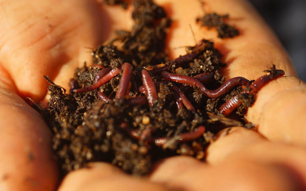 Compost worms Lumbricus rubellus