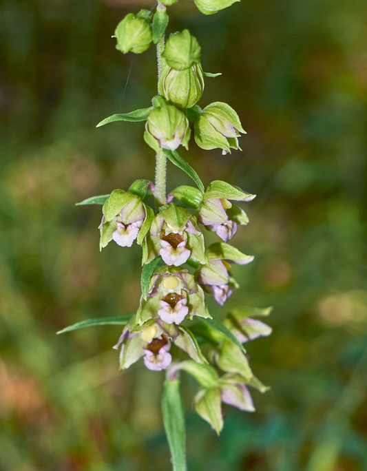 Epipactis helleborine orchid rhizome, Rare ground orchid, full shade plants