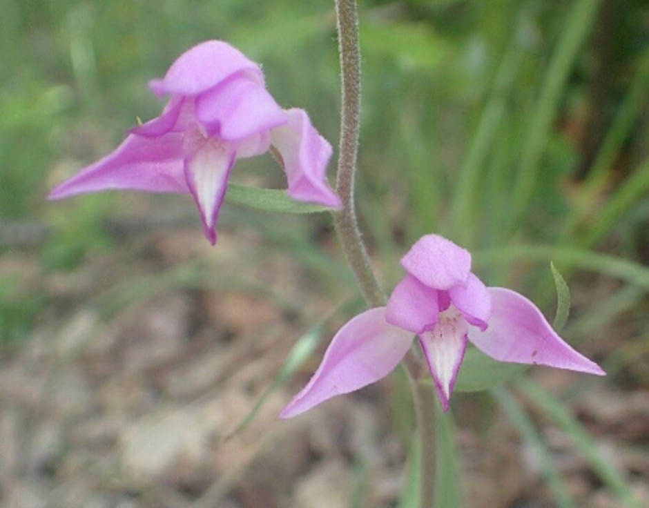 Orchid Cephalanthera rubra 1 rhizome, red helleborine, ground orchid, rare orchid, shade plant, drought tolerant plants.