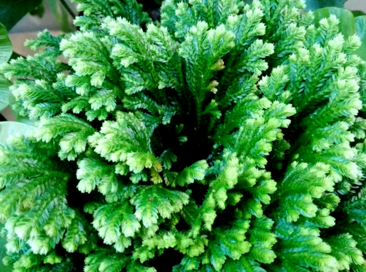 Selaginella martensii