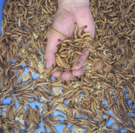 Live mealworms, beetles, breeding box, high-quality organic mealworms Large or small 1000 count