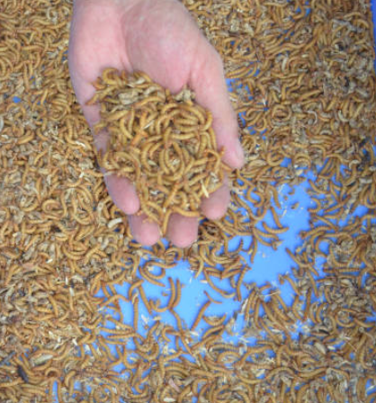 Live mealworms, beetles, breeding box, high-quality organic mealworms Large or small 1000 count