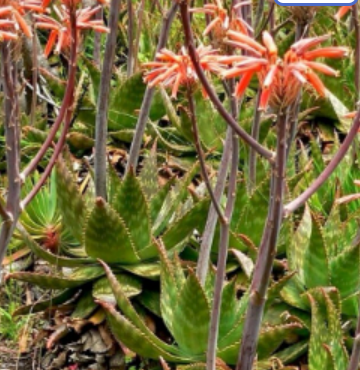 Red Aloe maculata, Aloe saponaria, the soap aloe or zebra aloe. 10x10cm plant with roots.