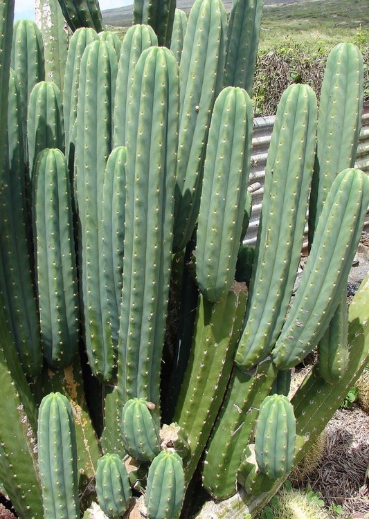 Echinopsis pachanoi San Pedro cactus