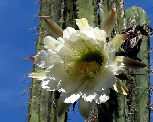 Echinopsis peruviana, Peruvian torch cactus
