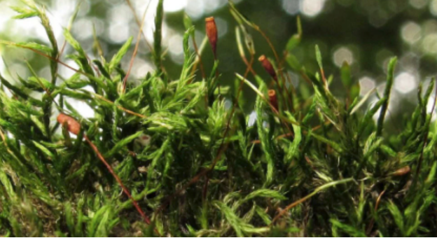 Lescuraea mutabilis moss