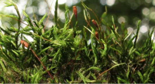 Lescuraea mutabilis moss