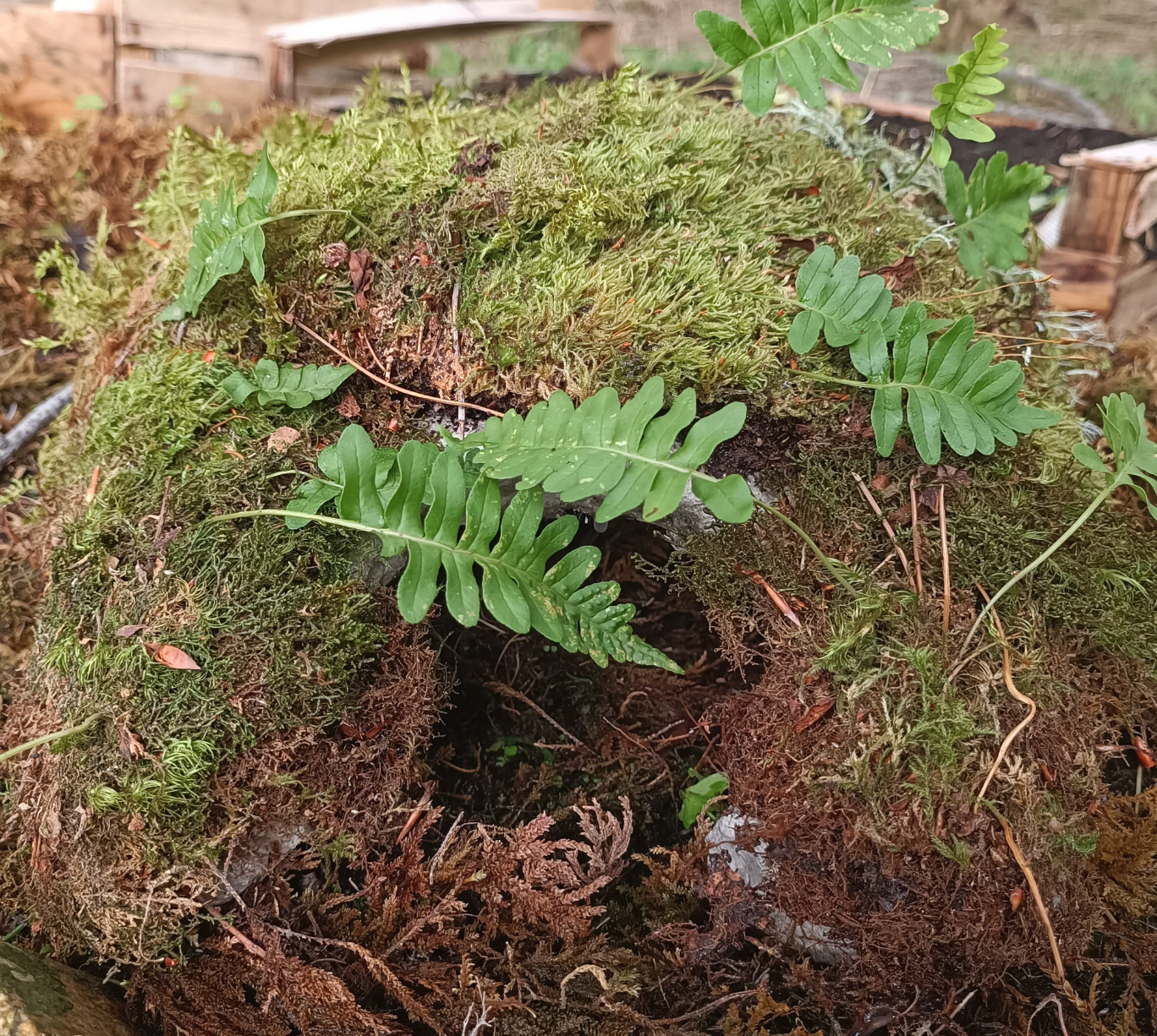 Pet caves with moss and ferns for terrariums made from hyper tufa.