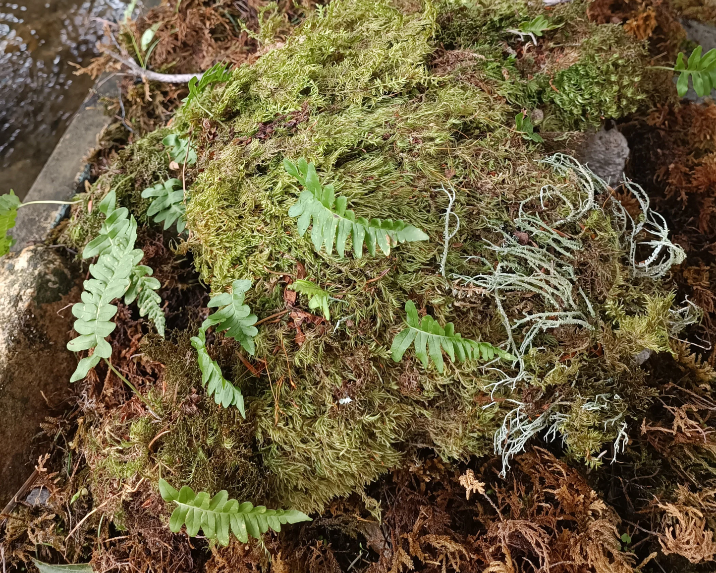 Pet caves with moss and ferns for terrariums made from hyper tufa.