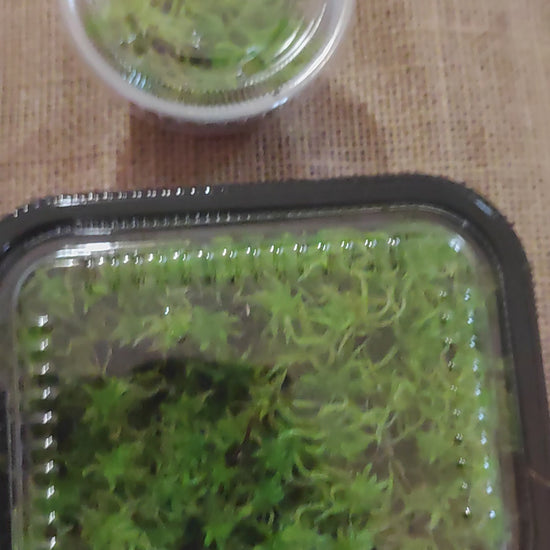 benjiplant on Instagram: “🌿growing live sphagnum moss Regrowing live  sphagnum moss from dried sphagnum is prett…