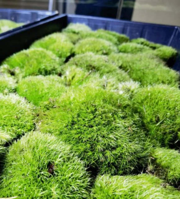 Leucobryum G, cushion moss, pin cushion moss, pillow moss with  Phytosanitary certificate