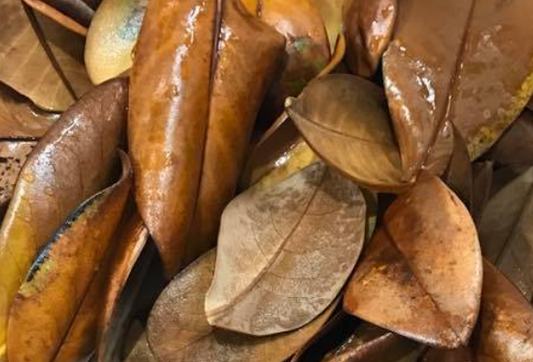 25 Galapagos Magnolia Leaves for Terrariums, vivariums, Blackwater Aquariums, isopod breeding