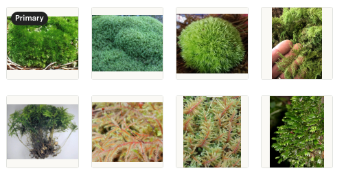 7 best known moss for Terrariums!