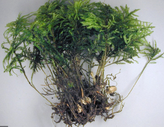 4 best Tree moss, Climacium dendroides, Thamnobryum alopecurum, Isothecium myosuroides, Polytrichum juniperinum