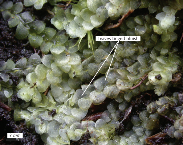Terrarium plant Calypogeia azurea, Blue Pouchwort,  liverwort, with Phytosanitary certification and Passport, grown by moss supplier