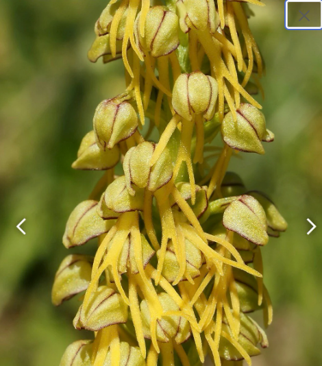 Orchis anthropophora bulb, the man orchid