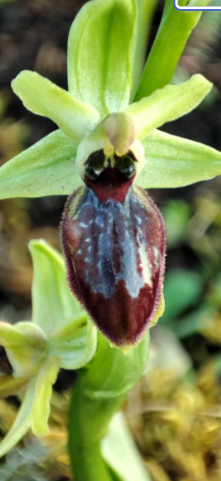 Ophrys sphegodes Orchid bulb, early spider-orchid, with Phytosanitary certification and Passport, grown by supplier