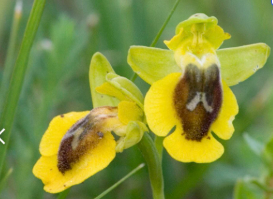 Orchidacées Ophrys lutea One bulb
