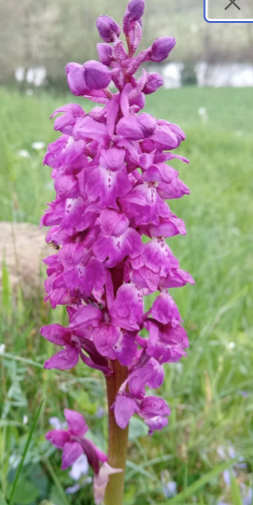 Orchis masculax, Blue Butcher, the early-purple orchid 1 bulb