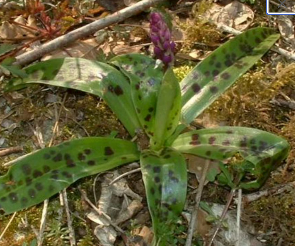 Orchis masculax, Blue Butcher, the early-purple orchid 1 bulb