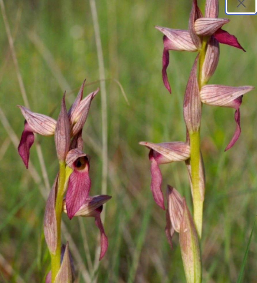 Serapias lingua, tongue-orchid, ground orchids micro orchid