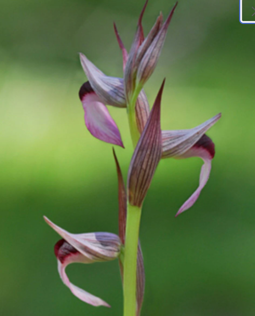 Serapias lingua, tongue-orchid, ground orchids micro orchid