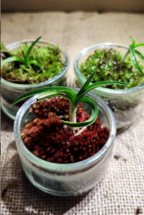 3 Tiny moss terrarium with their orchids, home decorations, desk decoration, perfect gift
