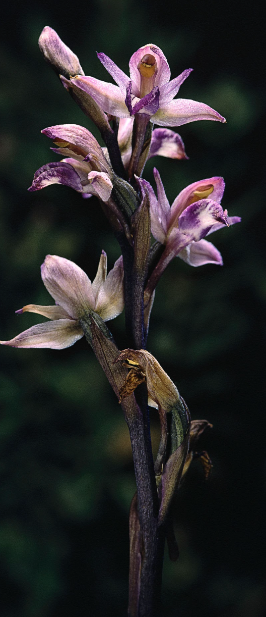 Orchid limodorum abortivum, violet birdsnest orchid, rhizome