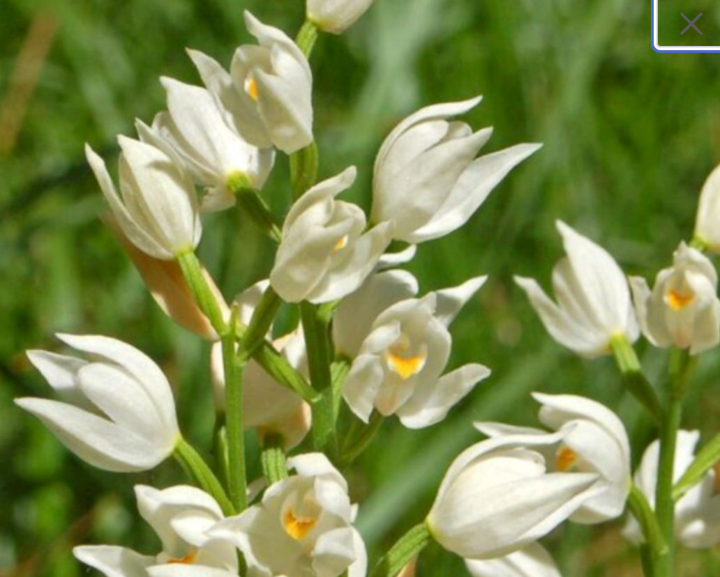 Cephalanthera longifolia rhizome