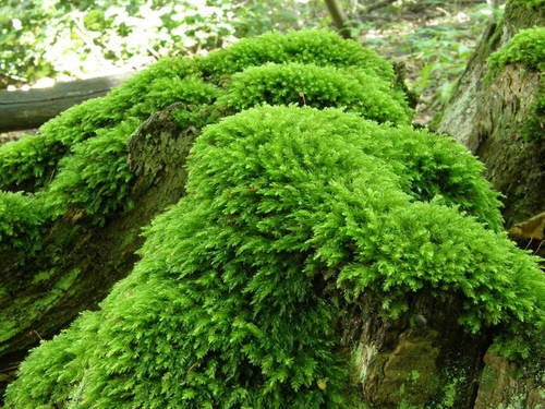 7 best known moss for Terrariums! – Mosswholesale