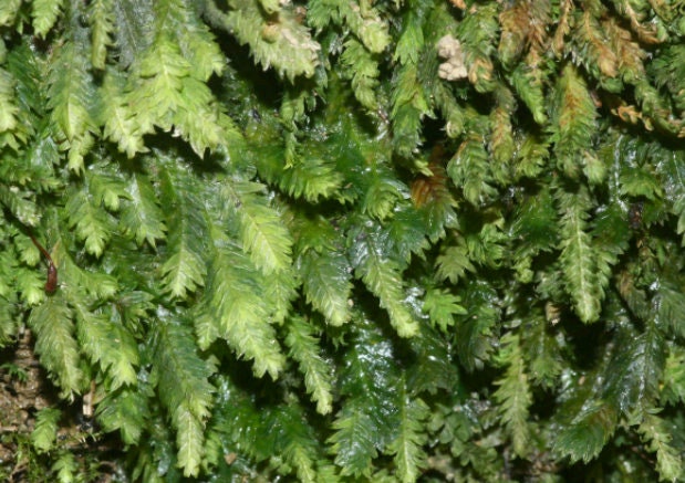 Fissidens Spp. (Adianthoides, Taxifolius, Bryoides) Rare Live Moss