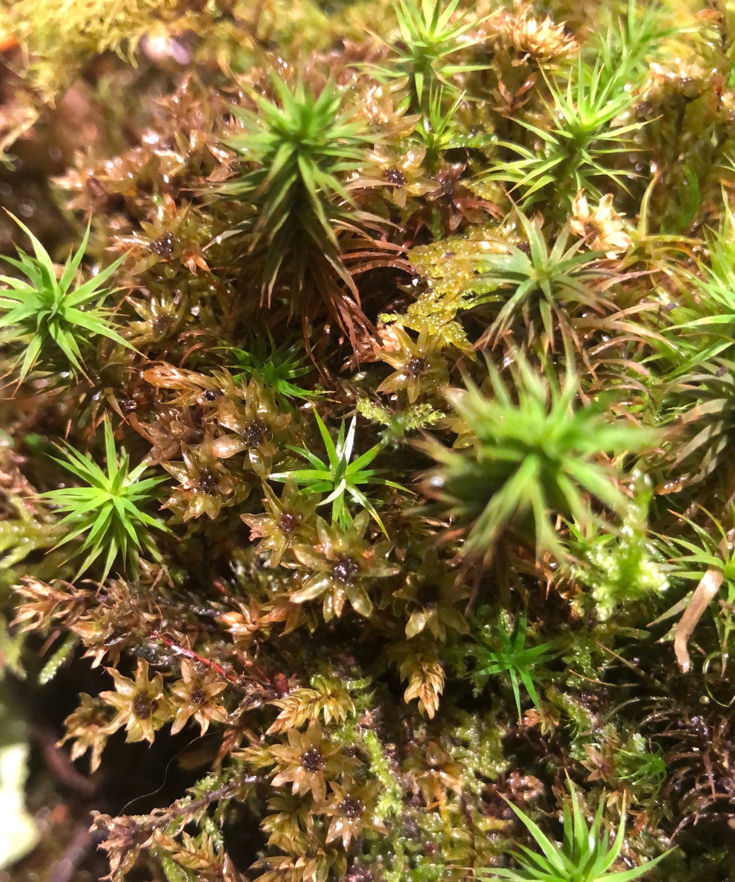 Terrarium moss 15cm tall Polytrichum juniperinum moss with Phytosanitary certification and Passport, grown by moss supplier