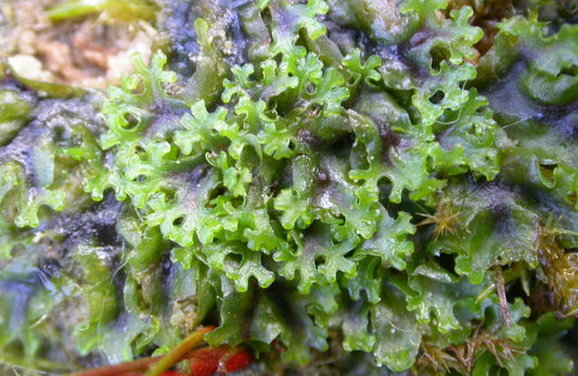 Terrarium Liverwort Endiviifolia with Phytosanitary certification and Passport, grown by moss supplier