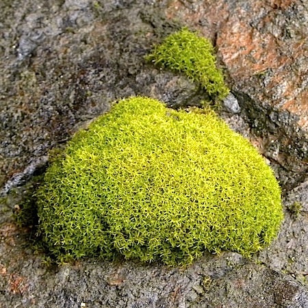 Carpeting terrarium Rock moss Amphidium mougeotii with Phytosanitary certification and Passport, grown by moss supplier