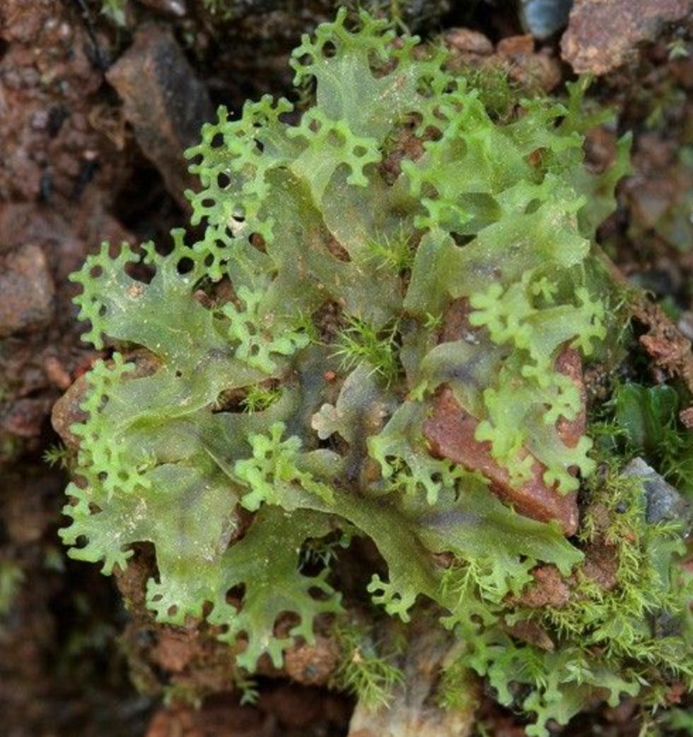 Terrarium Liverwort Endiviifolia with Phytosanitary certification and Passport, grown by moss supplier