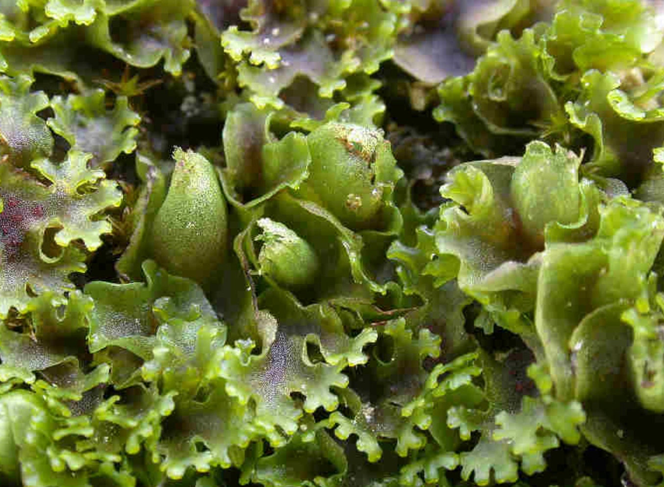 Terrarium Liverwort Endiviifolia with Phytosanitary certification and Passport, grown by moss supplier